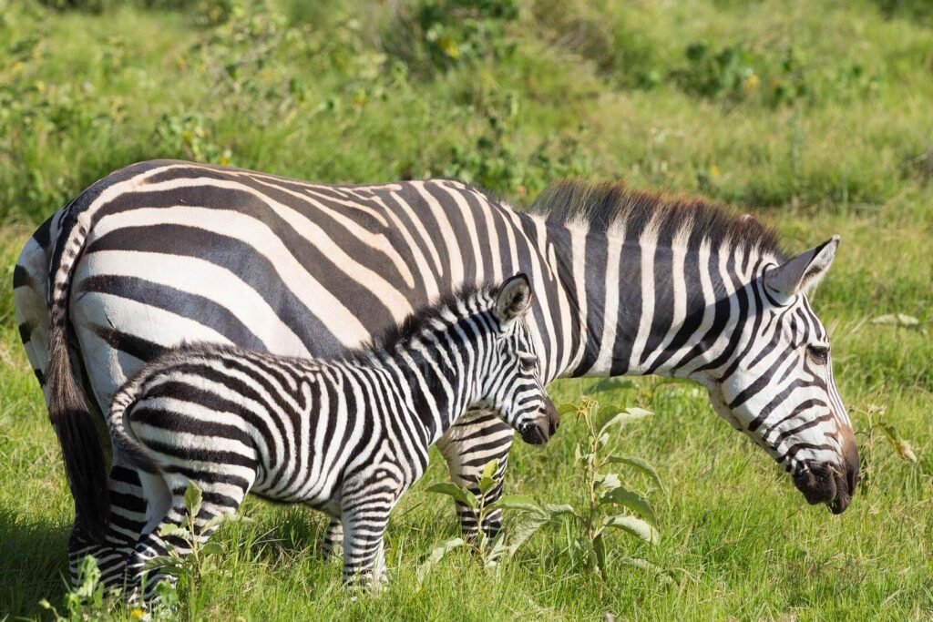 Petra Friedrich Zoo Leipzig Todesursache: Ihr tragischer Verlust