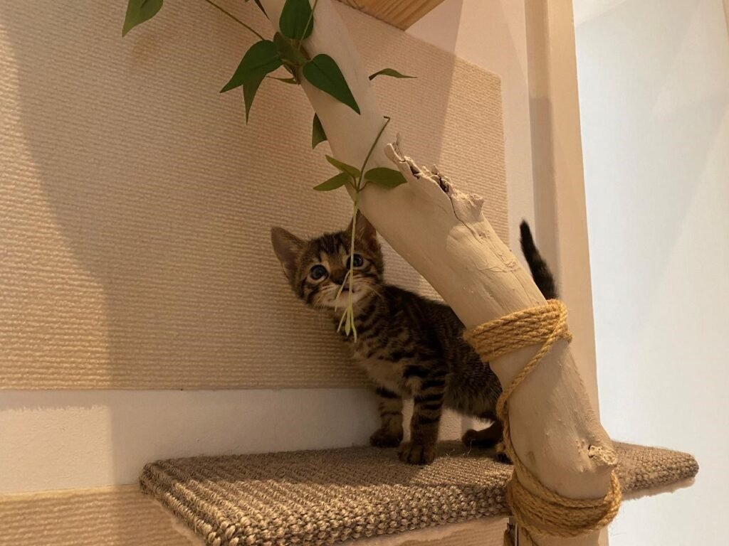 Vom Flur zum Katzenparadis: DIY mit TEMU